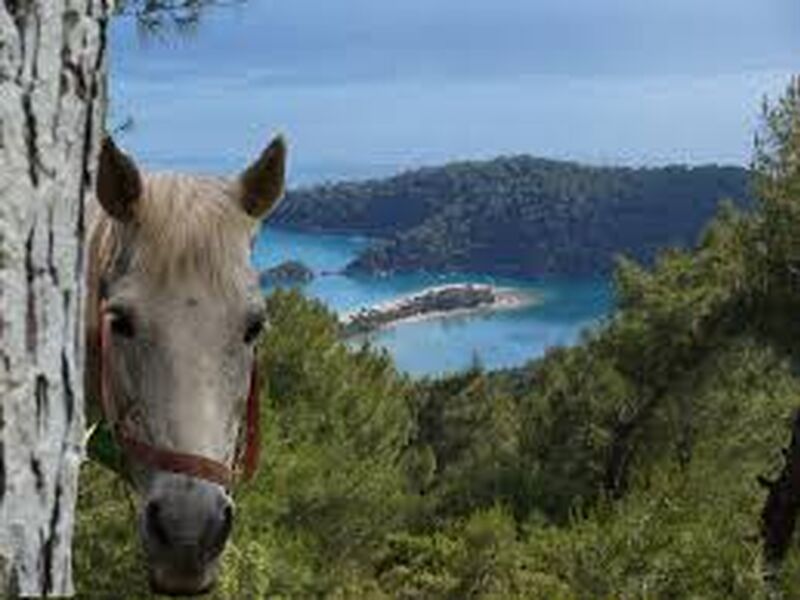 Fethiye At Turu ( Ovacık )